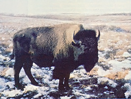 Bison Facts Image